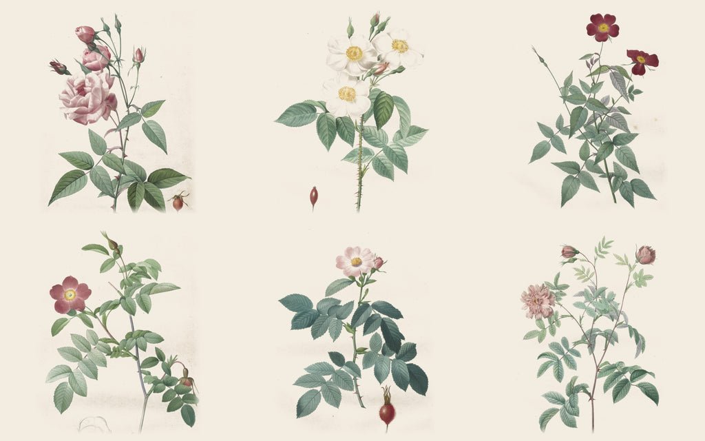 Papier peint panoramique Les Roses de Redouté : le décor à plat, d'après Redouté
