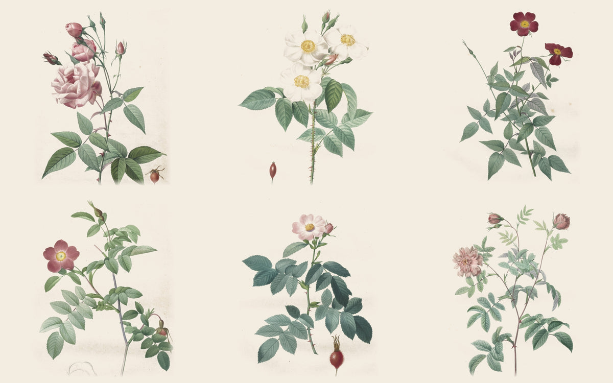 Papier peint panoramique Les Roses de Redouté : le décor à plat, d'après Redouté