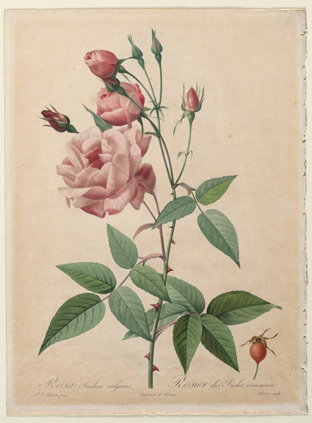 Papier peint panoramique Les Roses de Redouté d'après Redouté