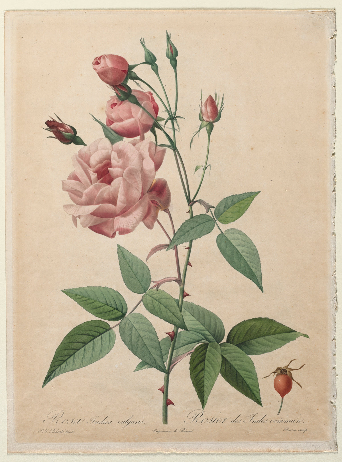 Papier peint panoramique Les Roses de Redouté d'après Redouté